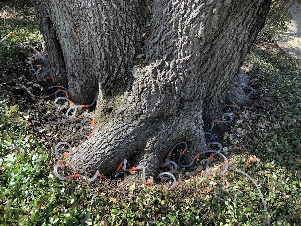 Detailed Tree Cabling and Bracing job site in Luling