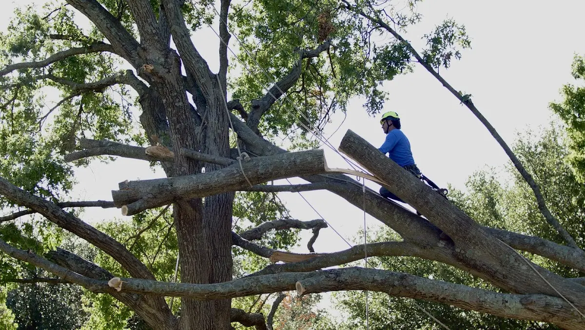 Professional Crown Thinning performed by certified arborists in Luling
