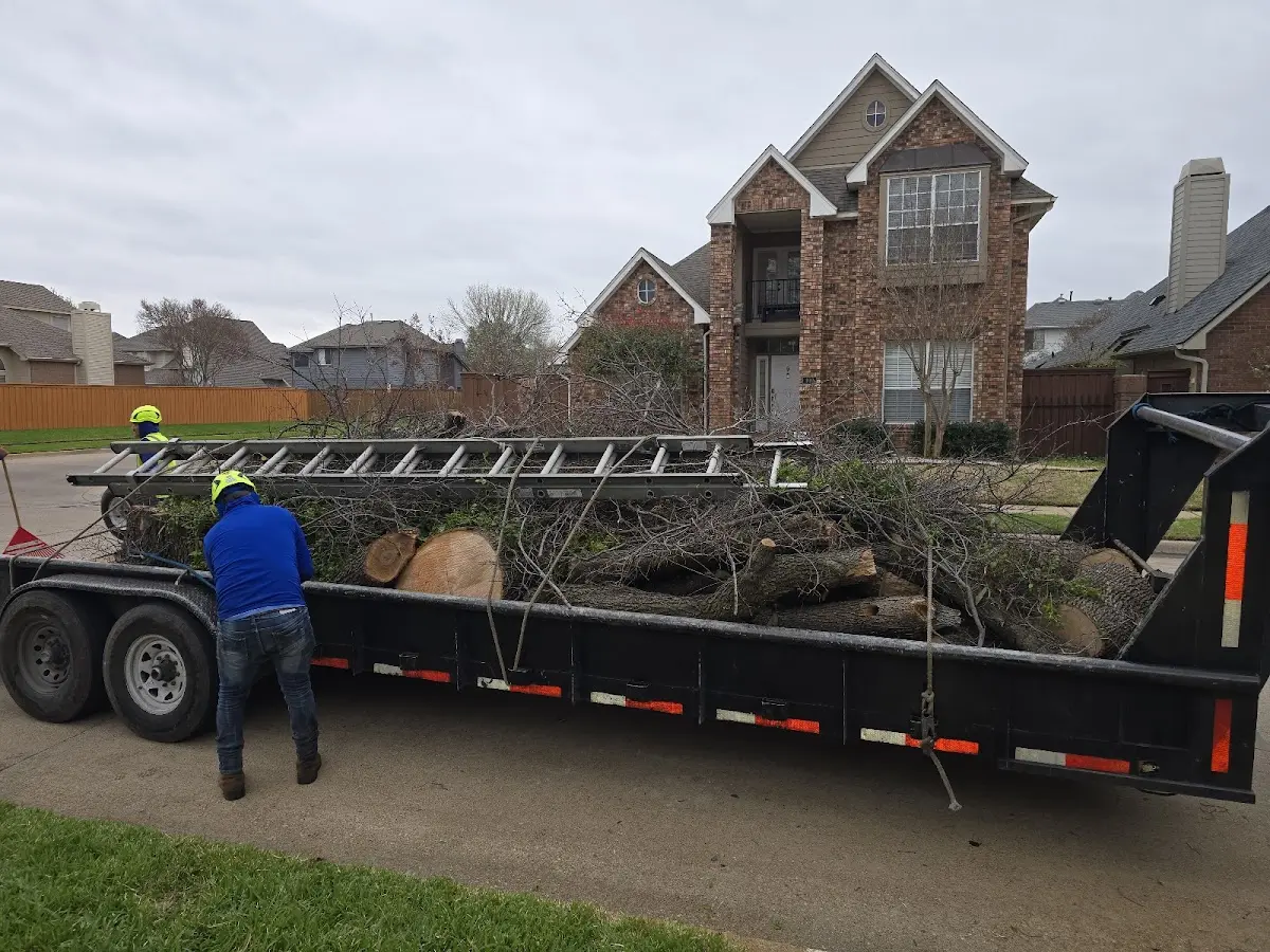 Expert Tree Removal with proper safety equipment in Luling